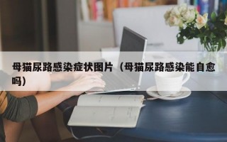 母猫尿路感染症状图片（母猫尿路感染能自愈吗）